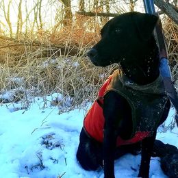 Labrador Retrievers from K4 Kennels- British Labs