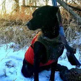 Labrador Retrievers from K4 Kennels- British Labs