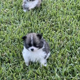 Pomeranian Puppies from Stardust Poms