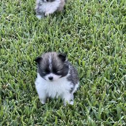 Pomeranian Puppies from Stardust Poms