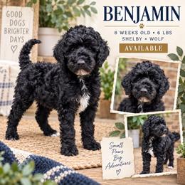 Benjamin - Phantom male Goldendoodle puppy in Macclenny, Florida from Baker County Goldendoodles