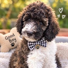 Spider-Man - Black male Poodle puppy in Redding, California from Canyon Creek Kennels