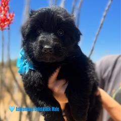 BB Litter Blue collar - Black male German Shepherd puppy in Wickenburg, Arizona from Vom AshtonHaus German Shepherds
