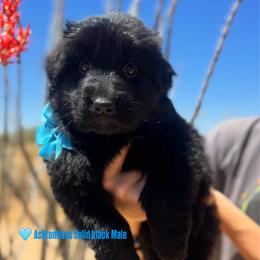 BB Litter Blue collar - Black male German Shepherd puppy in Wickenburg, Arizona from Vom AshtonHaus German Shepherds