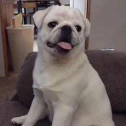 Khan - Pug