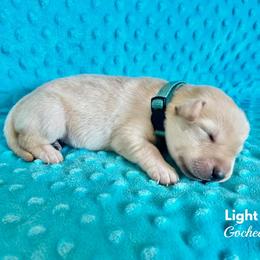 Labrador Retriever Puppies from Gochee Labs