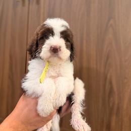 Chocolate Parti male - Parti male Goldendoodle puppy in Vallejo, California from Well Rooted Doodles