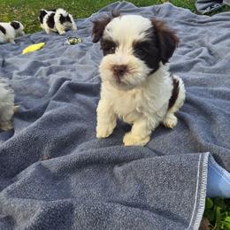 Simon - Chocolate male Havanese puppy in Columbus, Ohio from Havanese Puppies Columbus