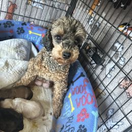 Venus - Poodle