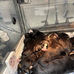 Girl 4 - Black, white and red Greater Swiss Mountain Dog puppy in Knoxville, Maryland from Dahlgren Swissys