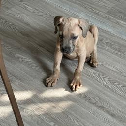 Boy 5 - Fawn male Cane Corso puppy in Waldorf, Maryland from Myles High Dog Club