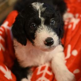 Bordoodle Puppies from Indiana Bordoodles