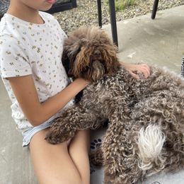 Lagotto Romagnolo Puppies from Anna’s Lagottos