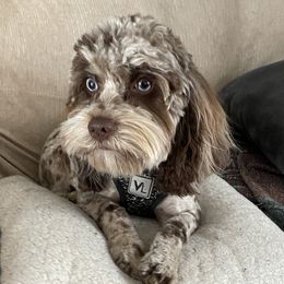 Bessie  - Cockapoo