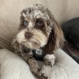 Bessie  - Cockapoo