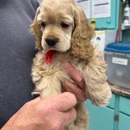 Red Rocky - Buff male Cocker Spaniel puppy in Breckenridge, Michigan from Keto Kennels