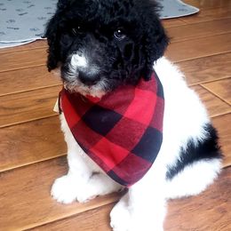 Labradoodles from LCL Labradoodles