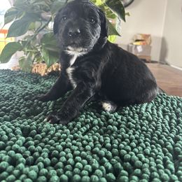 Joel - Black & white male Toy Australian Shepherd puppy in La Grande, Oregon from Larsen's Toy Aussies