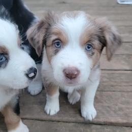 Australian Shepherds from Beasley Aussies