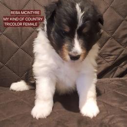 Shetland Sheepdog Puppies from Country Acres Shetland Sheepdogs