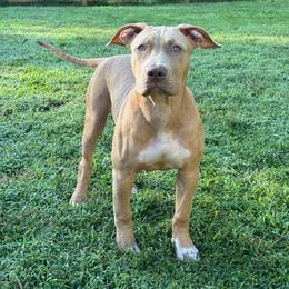 Paloma - Lilac female American Bully puppy in Virginia from Terminal Velocity Kennels LLC