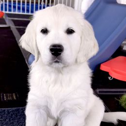 Golden Retriever Puppies from Huckaby’s English Golden Retrievers