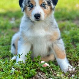 Pearl - Blue merle Australian Shepherd puppy in Florida from Florida Australian Shepherds
