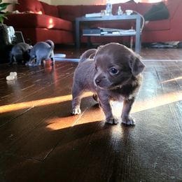 Chihuahua Puppies from Fenomenal ChiChis