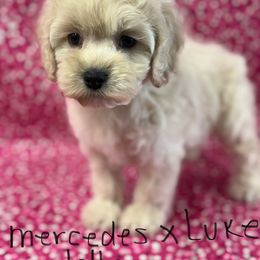 Mercedes girl pink - Buff female Cockapoo puppy in Haines City, Florida from Camic Cockapoos