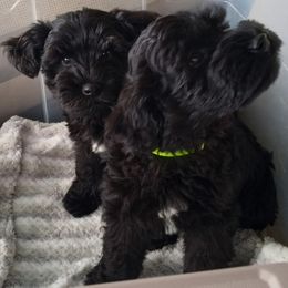 Boy 3 - Black Miniature Schnauzer puppy in Kannapolis, North Carolina from Schnauzer Affinity