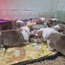Pembroke Welsh Corgi Puppies from Chrismark