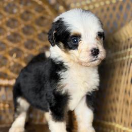 Pink Girl - Tri-color female Bernedoodle puppy in Belgreen, Alabama from Scott’s Farm Poodles and Doodles