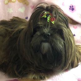 Penni - Shih Tzu