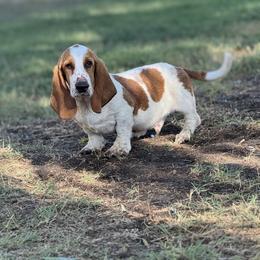 Basset Hound puppies from Valley Bassets & Dachshunds