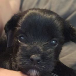 Mars - Parti male Yorkshire Terrier puppy in Hamilton, Ohio from Purebred Yorkies of Ohio