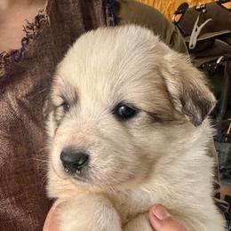Vern- orange - Badger male Colorado Mountain Dog puppy in Cotopaxi, Colorado from Once Upon A Moose (OUM)