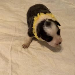 Coco - White and blue female Border Collie puppy in Foley, Alabama from Bama Border Collies