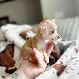 Channel - Gold and white female Chihuahua puppy in Alvord, Texas from Gift of Gods Favor