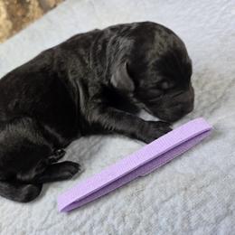 Orchid - Black female Goldendoodle puppy in Delphos, Ohio from Route 66 Poodles & Doodles, Sapphire Shih-tzu's of Ohio