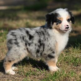 Caster - Blue merle male Miniature American Shepherd puppy in Snyder, Texas from RLA Miniature American Shepherds