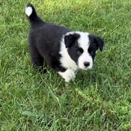 Rocky - White and seal male Border Collie puppy in Dorr, Michigan from Pineview Farm