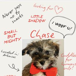 Maltipoo Puppies from Bellamy Maltipoos