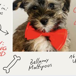 Maltipoo Puppies from Bellamy Maltipoos