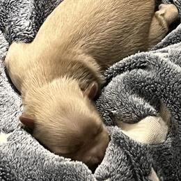 Bennie - Wheaten male Miniature Schnauzer puppy in Port Orchard, Washington from Silver Bells Miniature Schnauzers