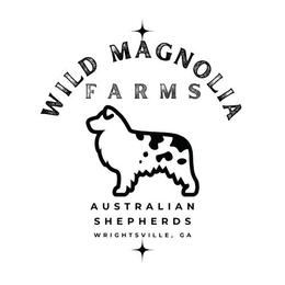 Boy 3 - Black tri-color male Australian Shepherd puppy in Wrightsville, Georgia from Wild Magnolia Farms Aussies