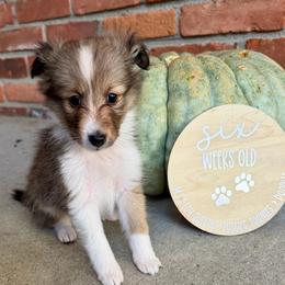 BELLE - Sable and white female Shetland Sheepdog puppy in Livonia, Michigan from M7’s Shelties, Toonies & AussieDoodles