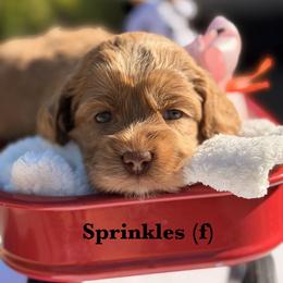 Sprinkles - Caramel female Australian Labradoodle puppy in Citrus Heights, California from Elite Blend Labradoodles