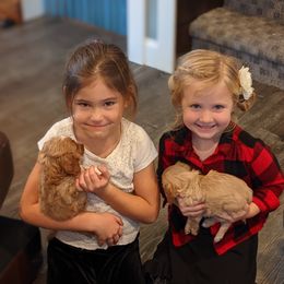 Bernedoodle and Cavapoo Puppies from Wag'in Tails