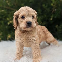 Hudson - Buff male Cockapoo puppy in Salt Lake City, Utah from Utah Cocker Spaniels