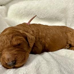 Hestia-mauve collar - Red  female Goldendoodle puppy in Chino Valley, Arizona from Whiskey Row Royals